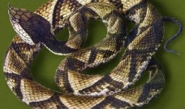 毒蛇4.3密卡最新爆料,揭秘游戏新内容与更新亮点